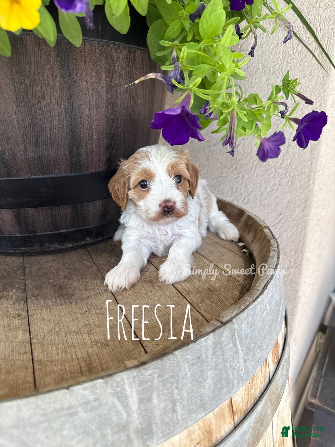 Cavapoo dogs for sale: Freesia - Image 2