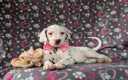 Dalmatian dogs for sale: Katie Liver - Image 3