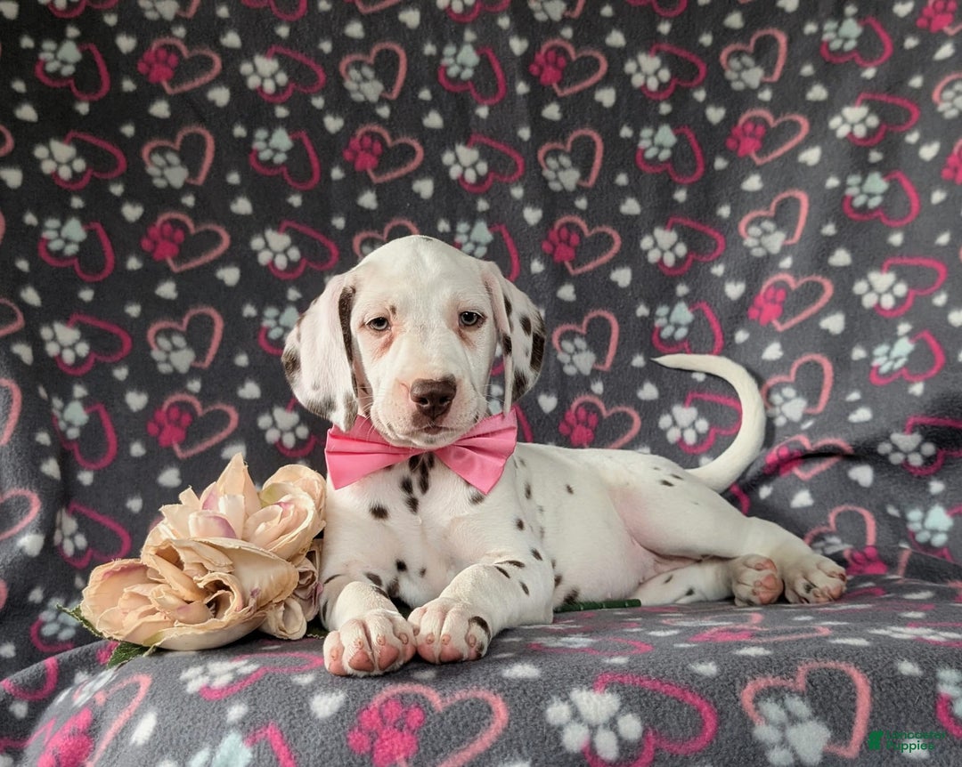 Dalmatian dogs for sale: Katie Liver - Image 3