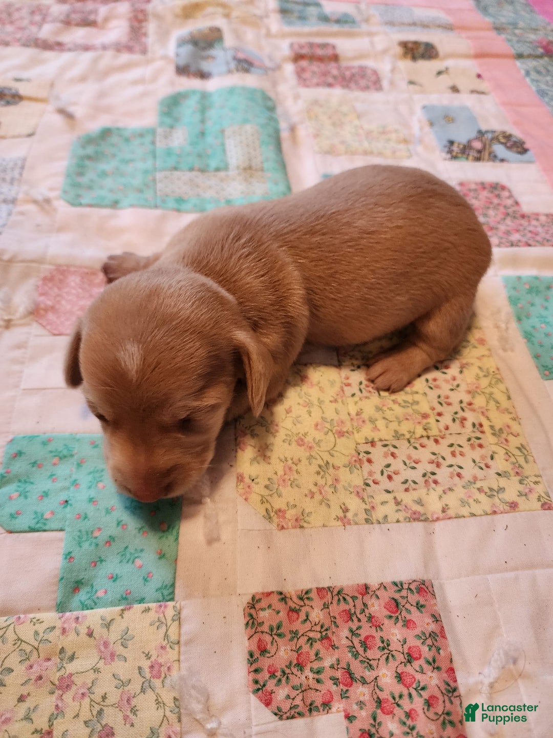 Miniature Dachshund dogs for sale: Cora - Image 16