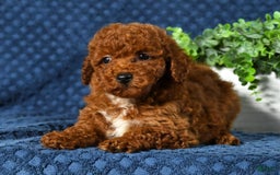 Cavapoo dogs for sale: Finn - Image 8