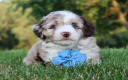 Mini Aussiedoodle dogs for sale: Baxter - Image 5