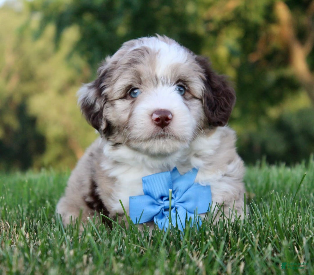 Mini Aussiedoodle dogs for sale: Baxter - Image 5