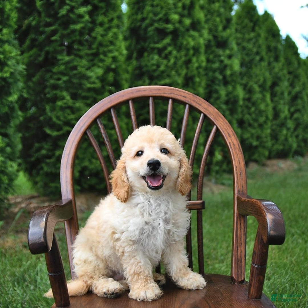 Mini Goldendoodle dogs for sale: Marco - Image 8