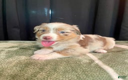 Australian Shepherd dogs for sale: Sandy - Image 1