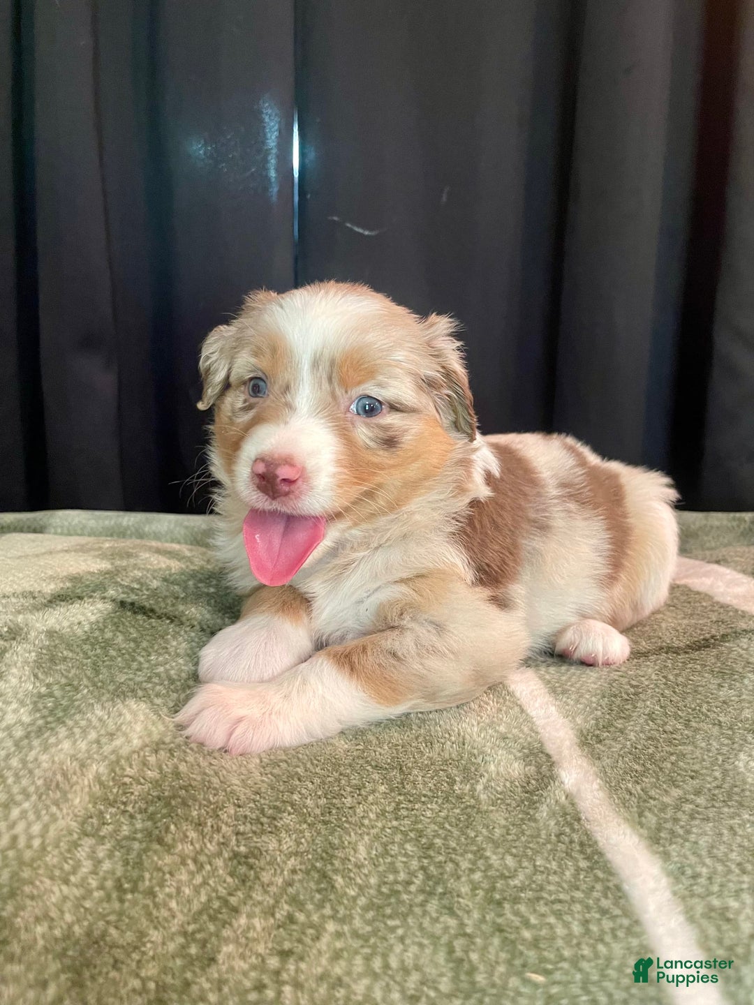Australian Shepherd dogs for sale: Sandy - Image 1