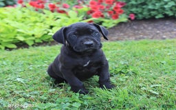 Cane Corso dogs for sale: Kylie - Image 4