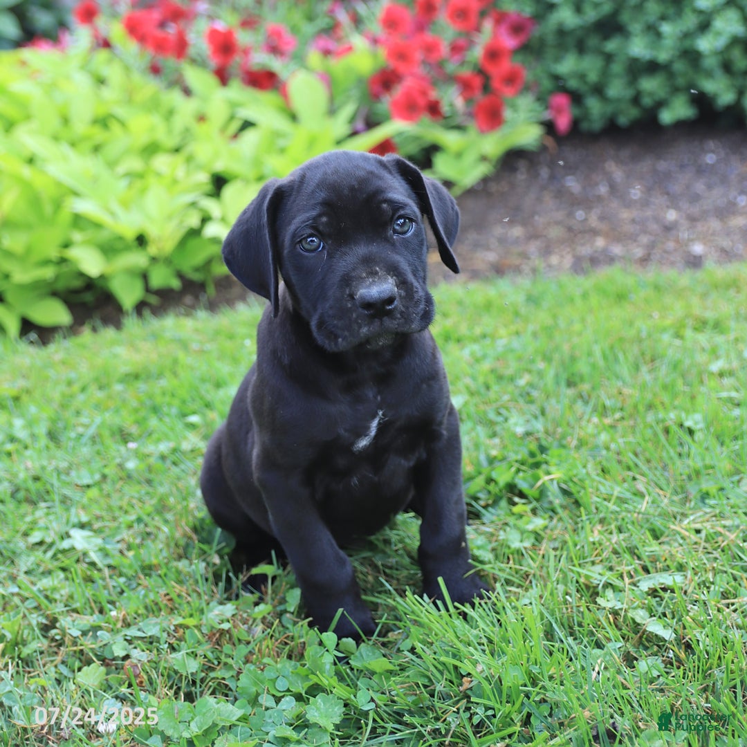 Cane Corso dogs for sale: Kylie - Image 4