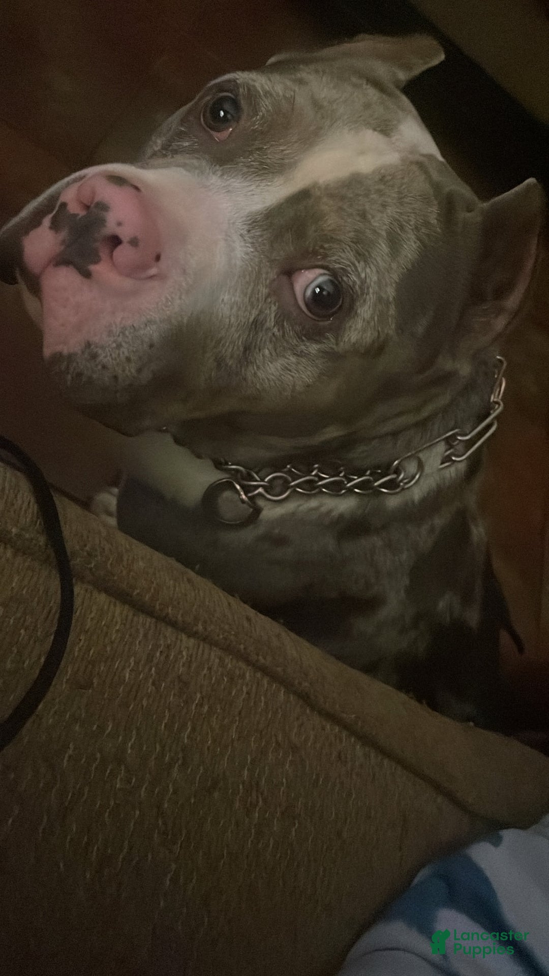 American Bully dogs for sale: Louis - Image 4