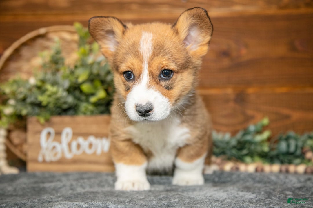 Welsh Corgi Pembroke dogs for sale: Willow - Image 2
