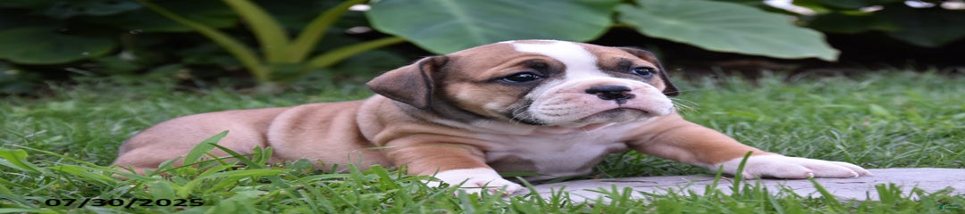 Penelope