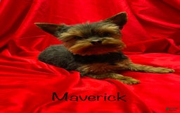 Yorkshire Terrier dogs for sale: Jolene - Image 6