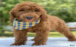 Goldendoodle dogs for sale: Chuy - Image 3