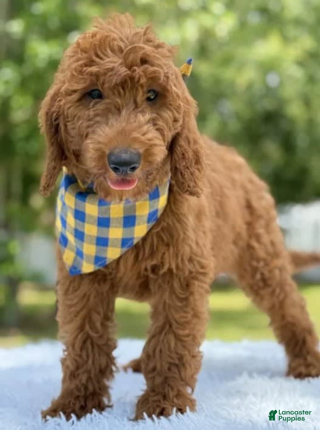 Goldendoodle dogs for sale: Chuy - Image 3