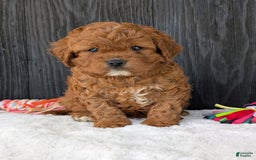Cavapoo dogs for sale: Remi - Image 32