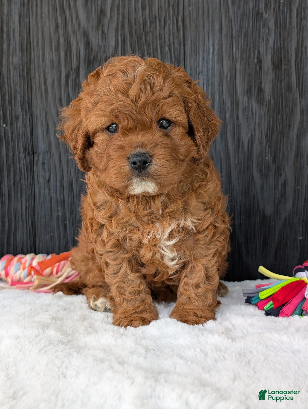 Cavapoo dogs for sale: Remi - Image 32