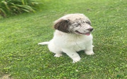 Newfoundland dogs for sale: Skipper Ofa Dna - Image 5
