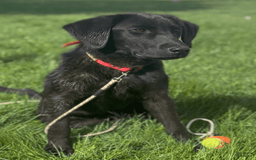 Labrador Retriever dogs for sale: Boomer - Image 4