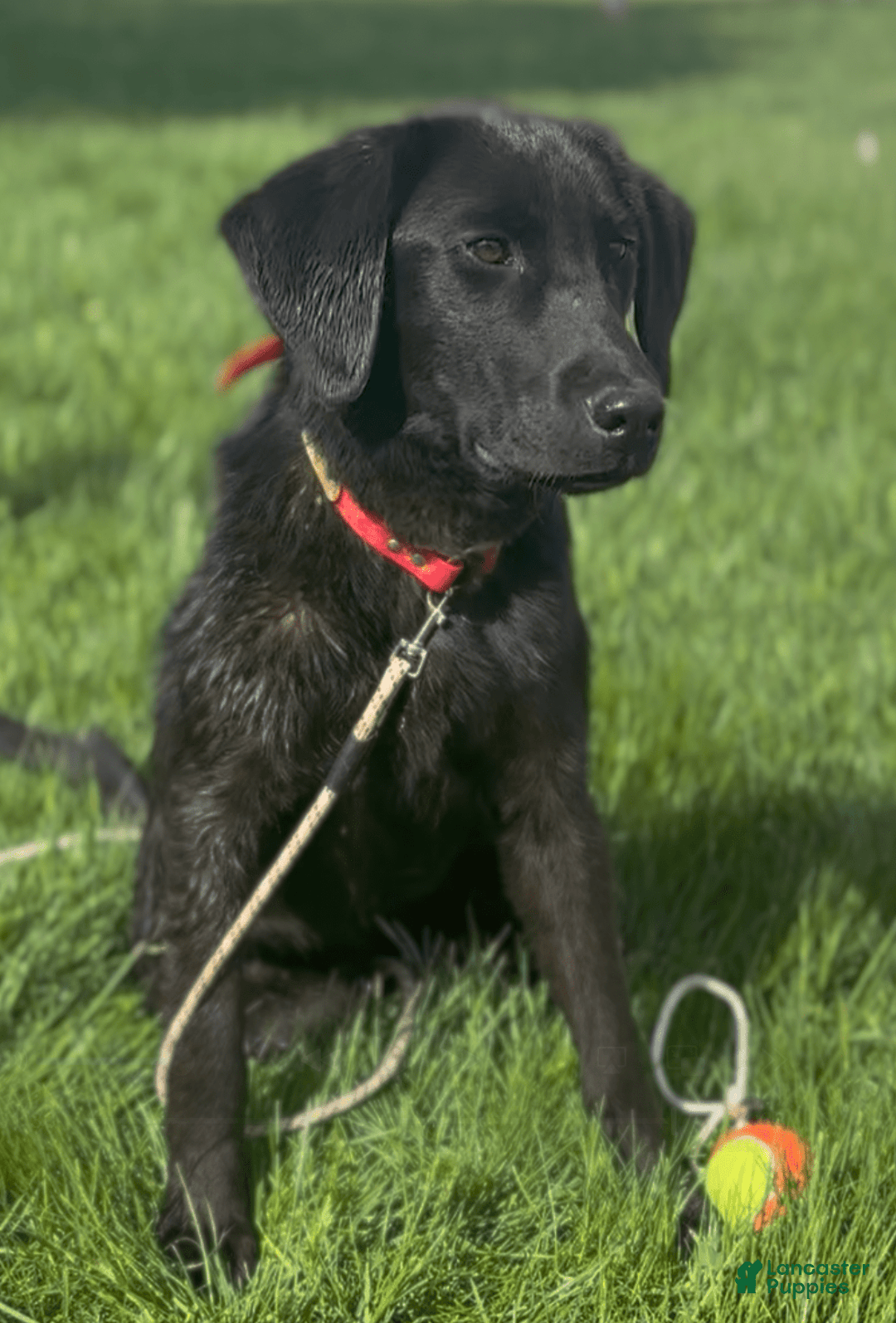Labrador Retriever dogs for sale: Boomer - Image 4