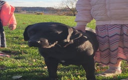 Labrador Retriever dogs for sale: Bella - Image 5