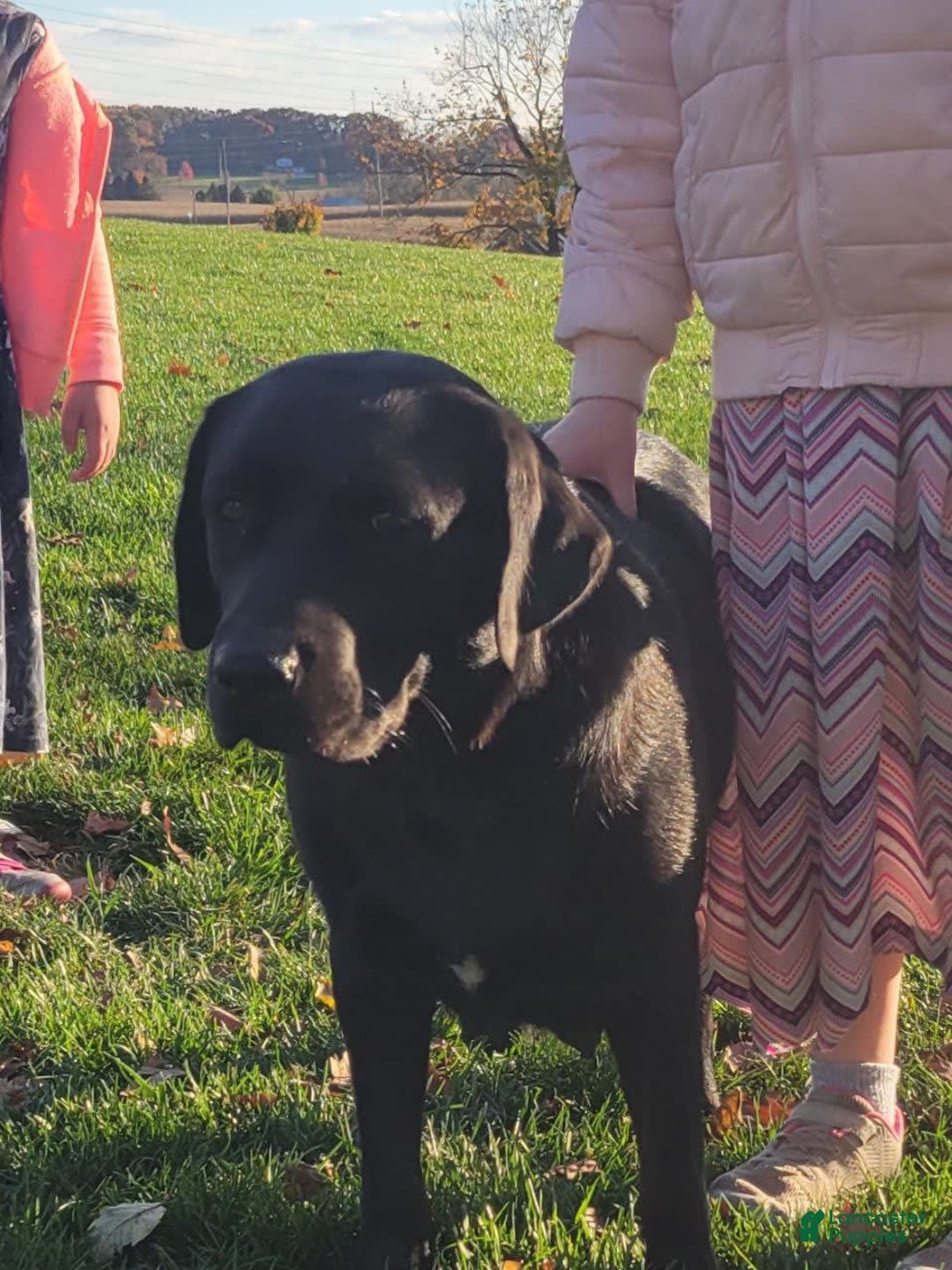Labrador Retriever dogs for sale: Bella - Image 5