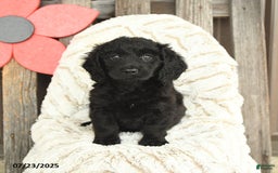 Mini Goldendoodle dogs for sale: Micky - Image 3