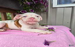 English Bulldog dogs for sale: Peaches - Image 6