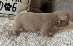Pug dogs for sale: Champagne Male - Image 4