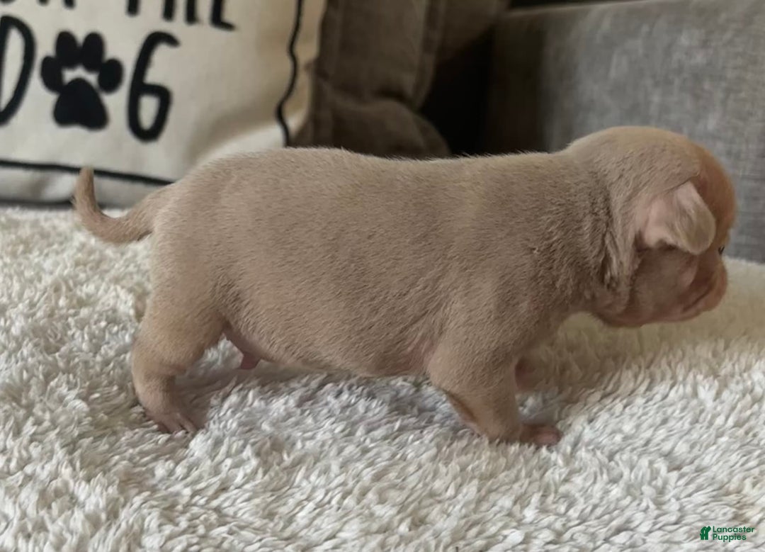 Pug dogs for sale: Champagne Male - Image 4