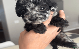 Aussiedoodle dogs for sale: Milly - Image 11