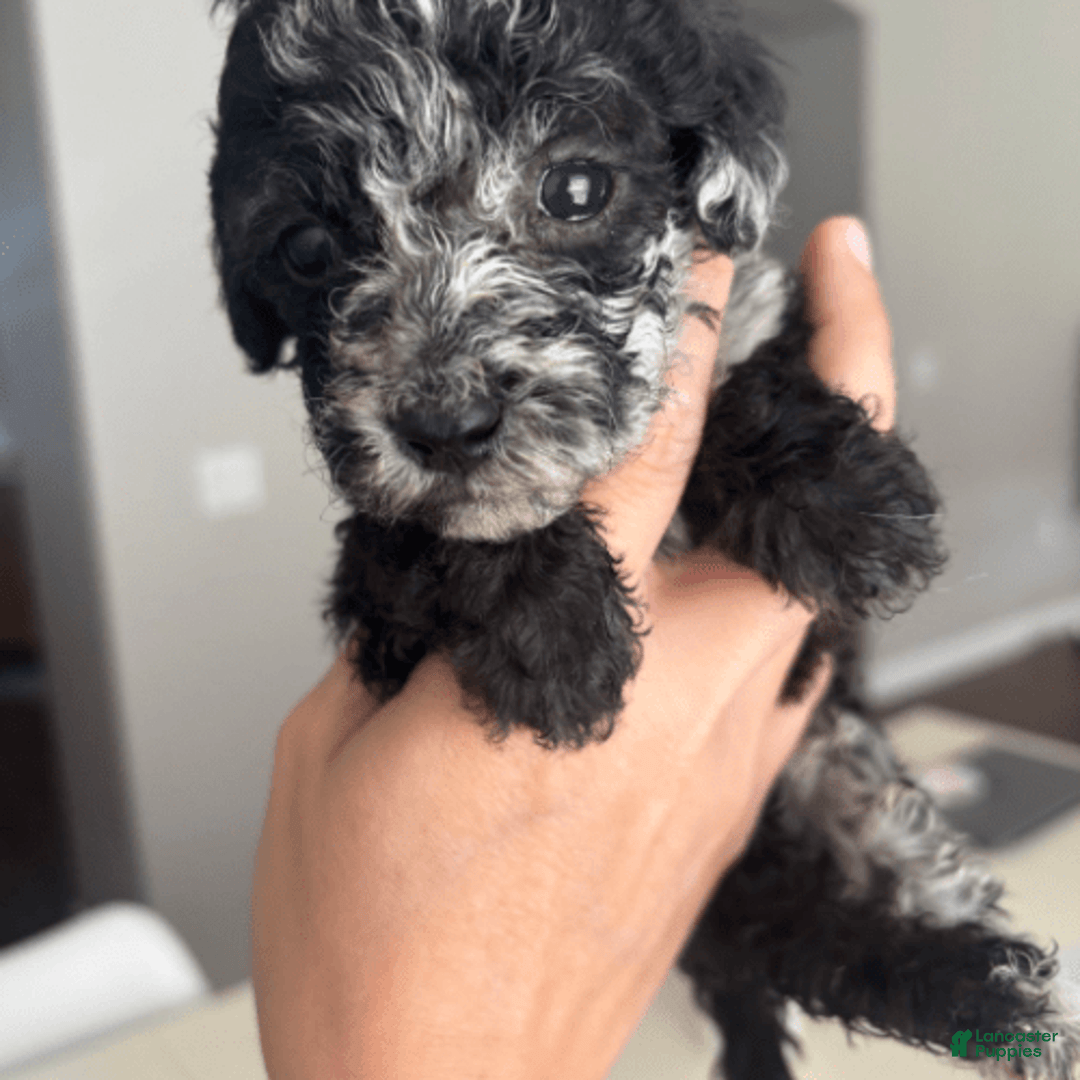 Aussiedoodle dogs for sale: Milly - Image 11
