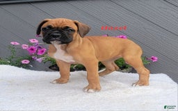 Boxer dogs for sale: Hazel - Image 6