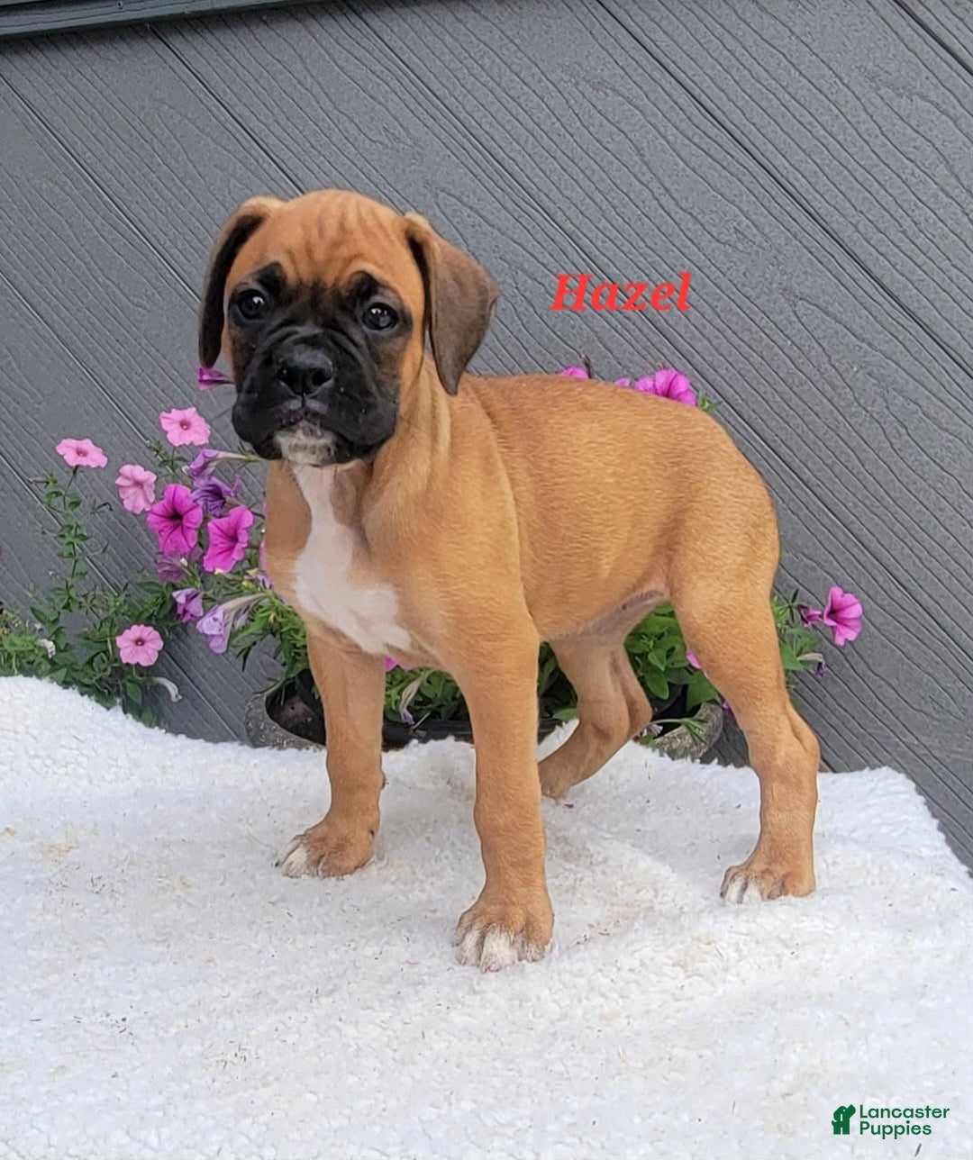 Boxer dogs for sale: Hazel - Image 6