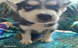 Pomsky dogs for sale: Riley - Image 6
