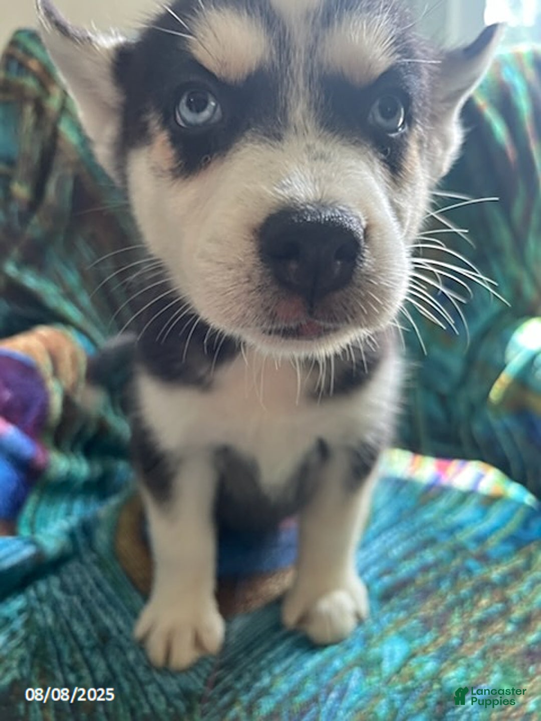 Pomsky dogs for sale: Riley - Image 6