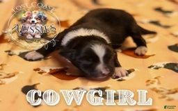Miniature Australian Shepherd dogs for sale: Cowgirl - Image 4