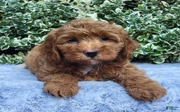 Cavapoo dogs for sale: Cavapoo 5 puppies - Image 15