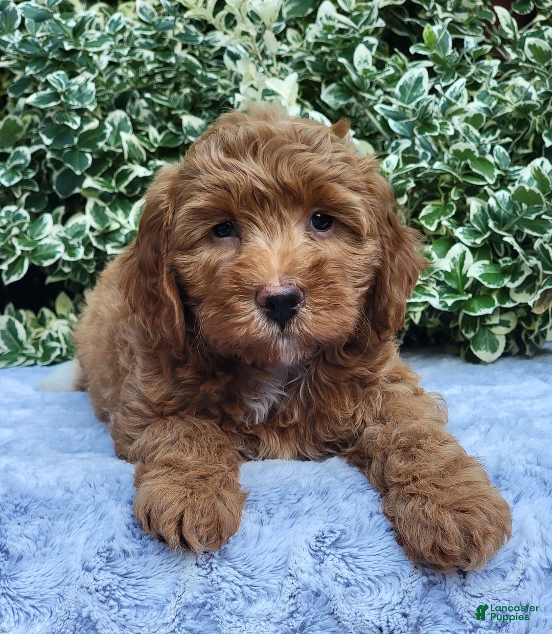 Cavapoo dogs for sale: Cavapoo 5 puppies - Image 15