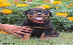 Rottweiler dogs for sale: Lacey - Image 4