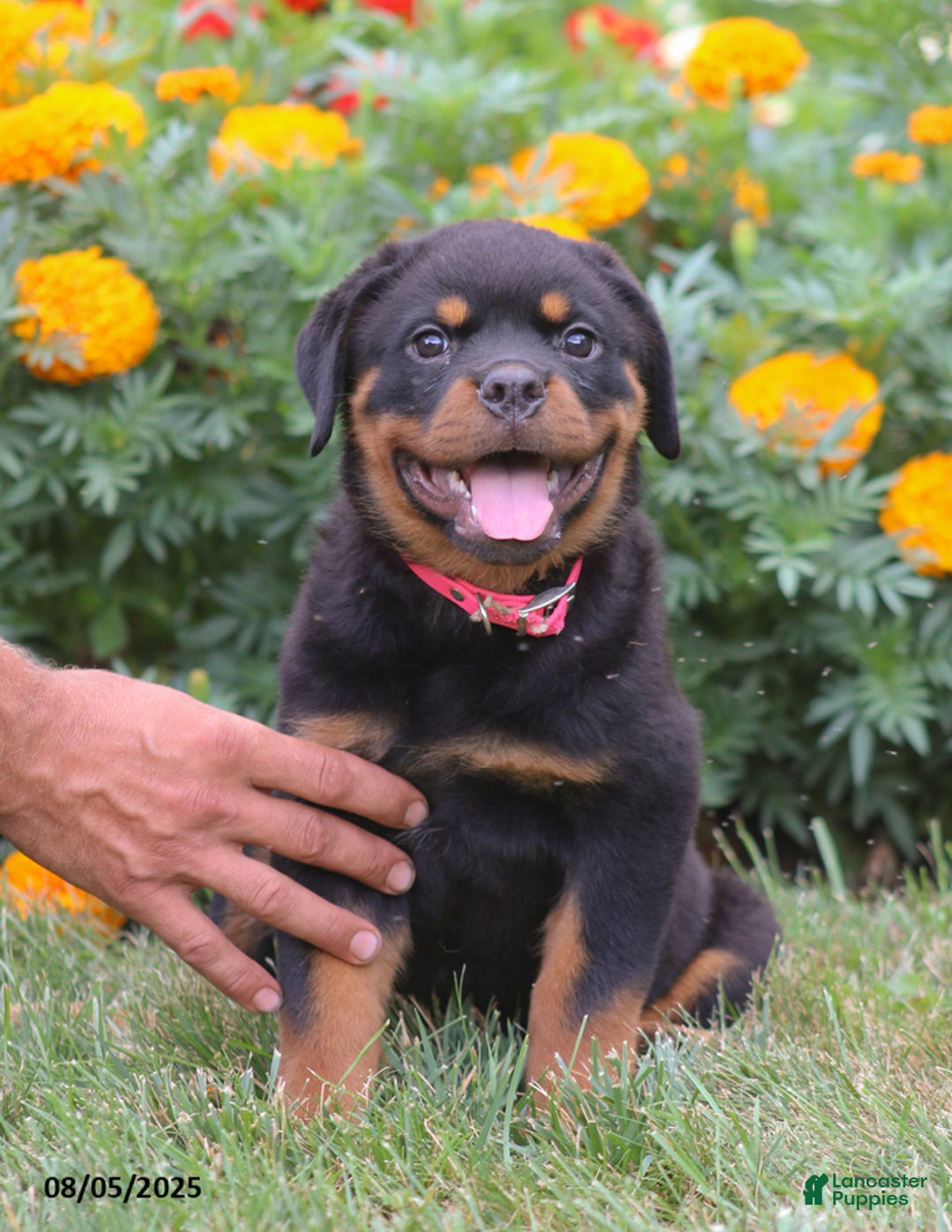 Rottweiler dogs for sale: Lacey - Image 4