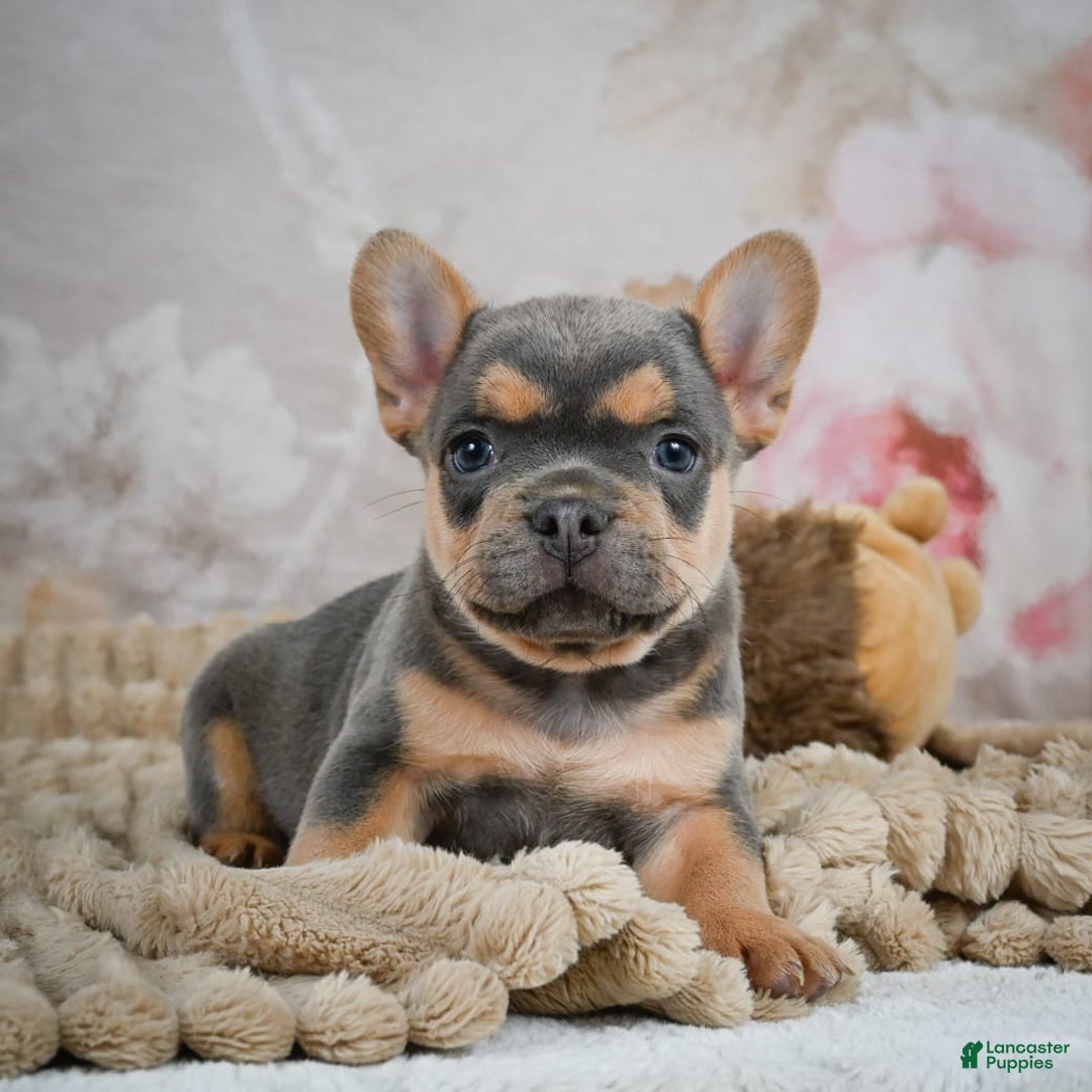 French Bulldog dogs for sale: Romeo - Image 8