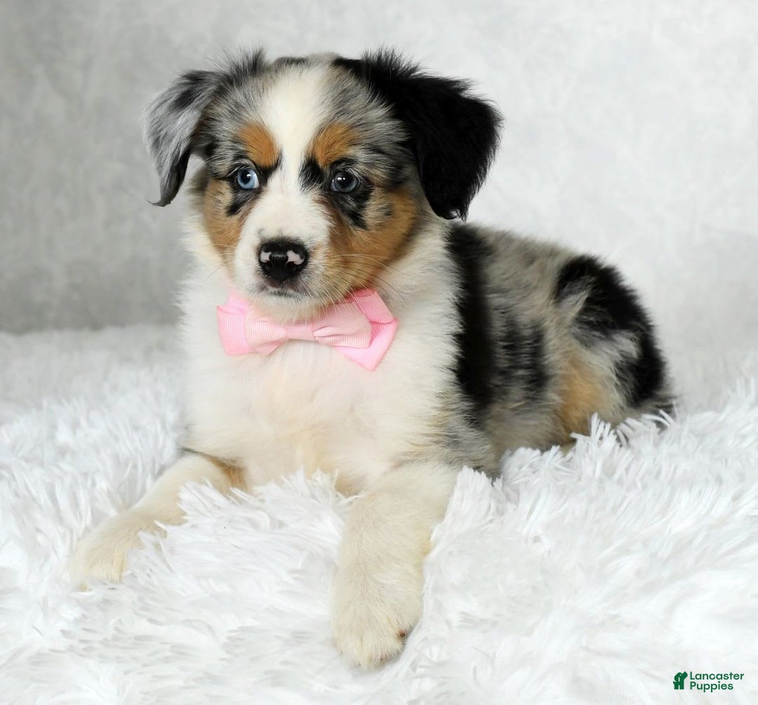 Miniature Australian Shepherd dogs for sale: Chloe - Image 8