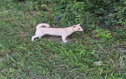 Alaskan Klee Kai dogs for sale: Snowball - Image 3