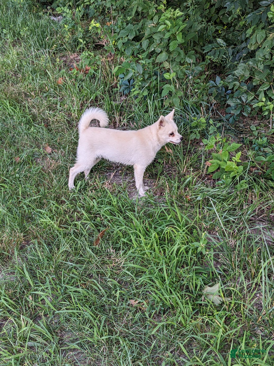 Alaskan Klee Kai dogs for sale: Snowball - Image 3