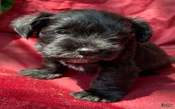 Miniature Schnauzer dogs for sale: Buddy - Image 6