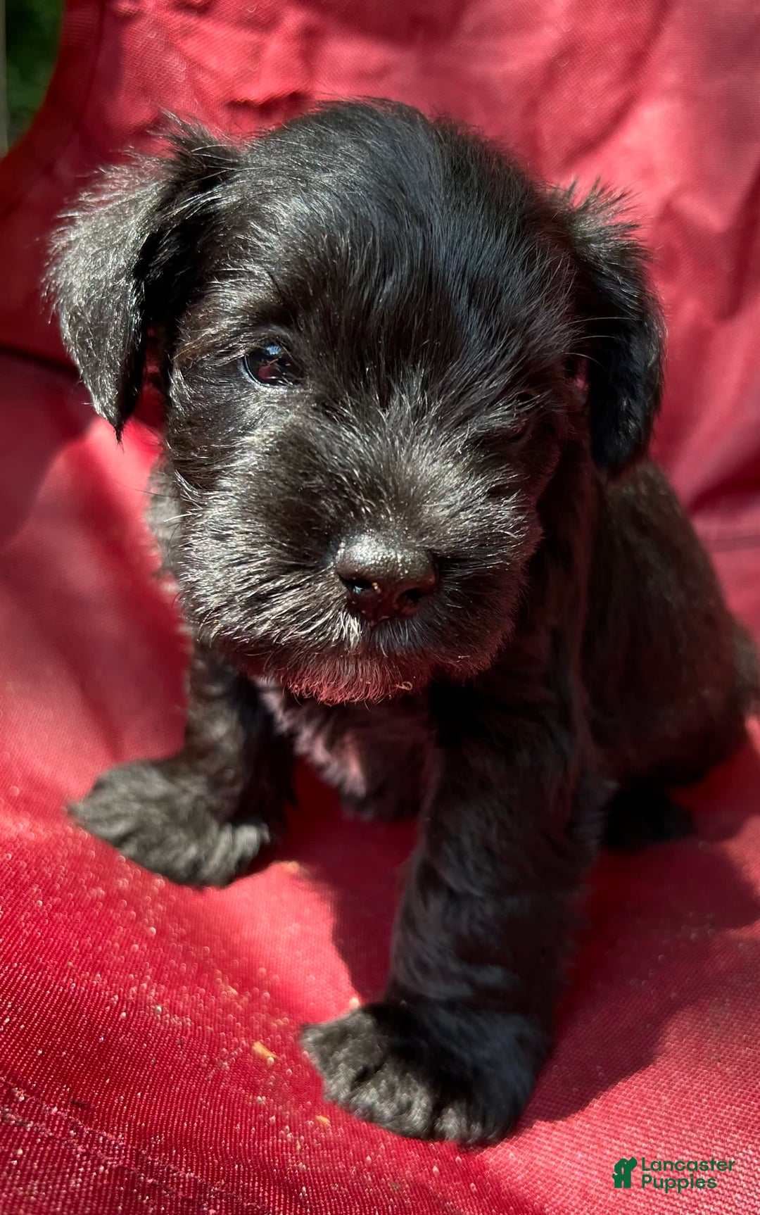 Miniature Schnauzer dogs for sale: Buddy - Image 6