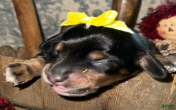 Dachshund dogs for sale: Wren - Image 1