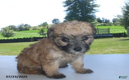 Yorkiepoo dogs for sale: Sally - Image 4