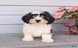 Teddy Bear dogs for sale: Lacy - Image 3