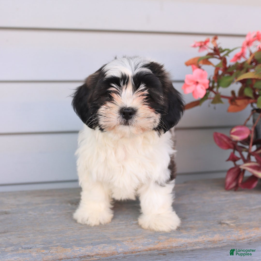 Teddy Bear dogs for sale: Lacy - Image 3